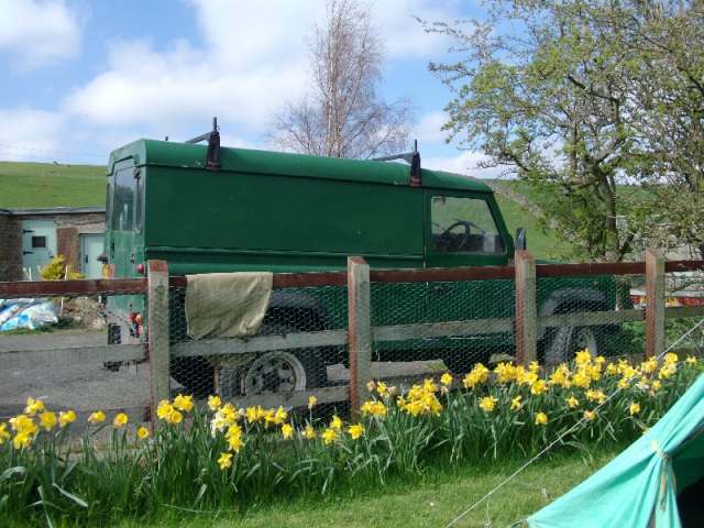 1240397159-mit_daffs.jpg