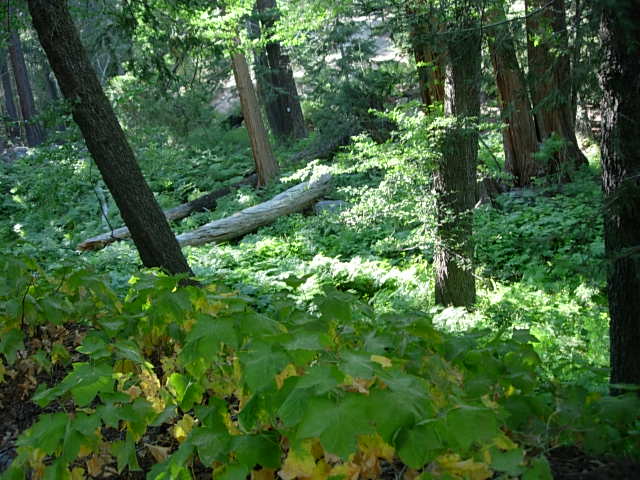 1251060805-DSCN1400.JPG
