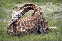 1389413304-giraffe2.jpg