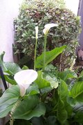 100_6954.JPG