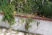 100_6591.JPG
