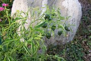 100_8941.JPG