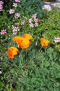 100_9672.JPG