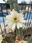IMG_1959.jpeg