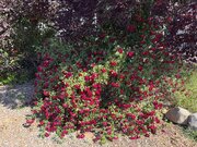IMG_7405.jpeg