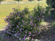 IMG_7408.jpeg