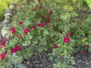 IMG_7409.jpeg