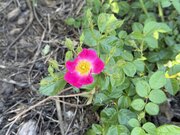IMG_7410.jpeg