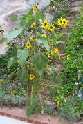 100_2937.JPG