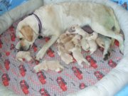 1345081440-Lady_and_her_puppies_opt.jpg