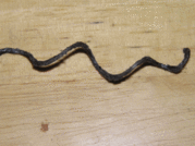 1311693689-P1010172.gif