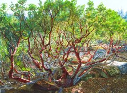 Manzanita