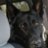 dogface